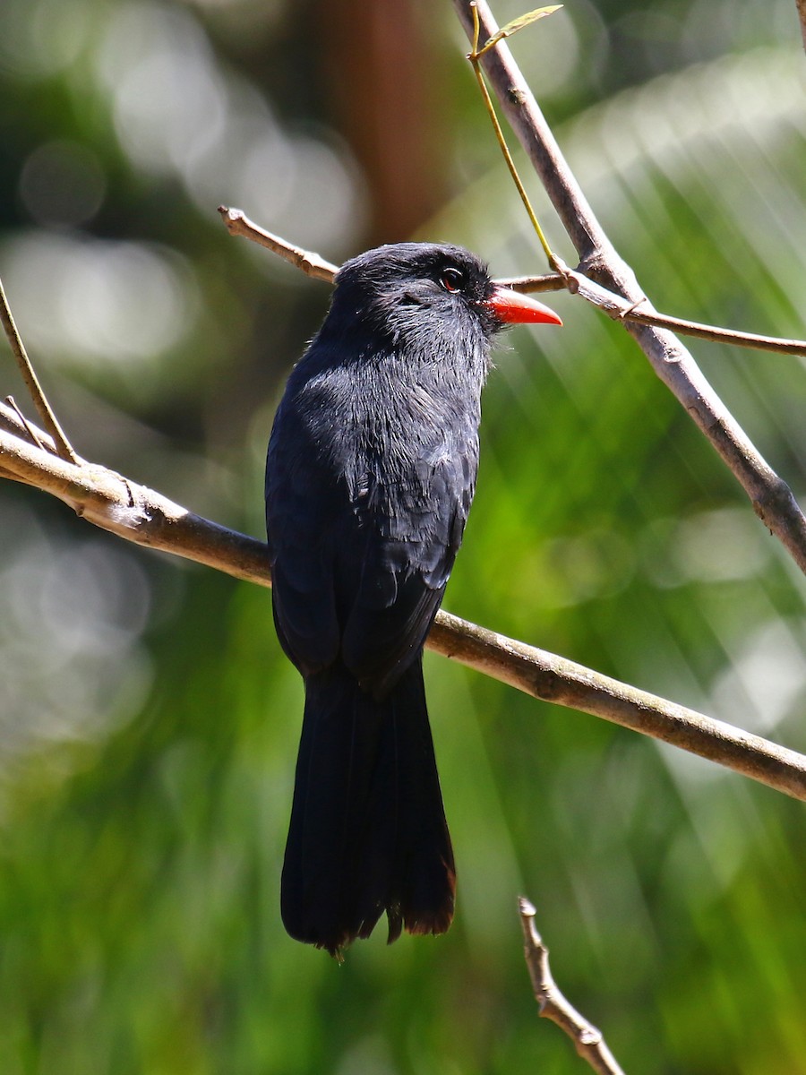 Schwarzstirn-Faulvogel - ML60325441