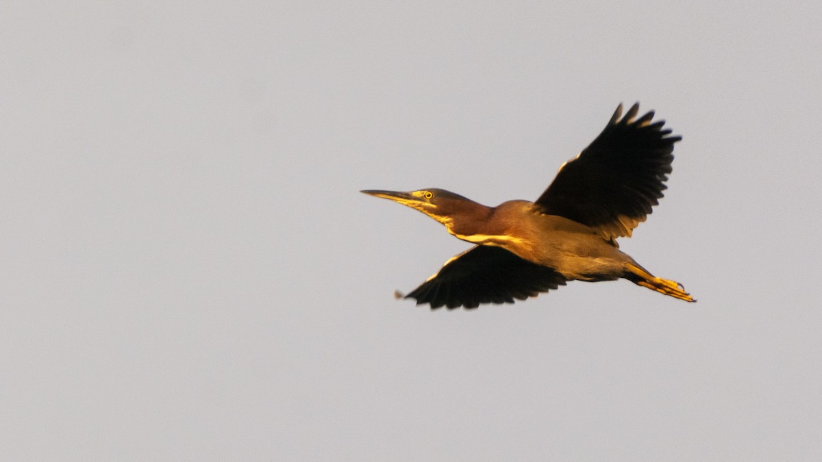 Green Heron - Jean-Sébastien Guénette