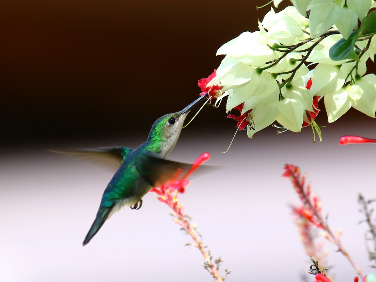 kolibřík nymfový - ML60325541