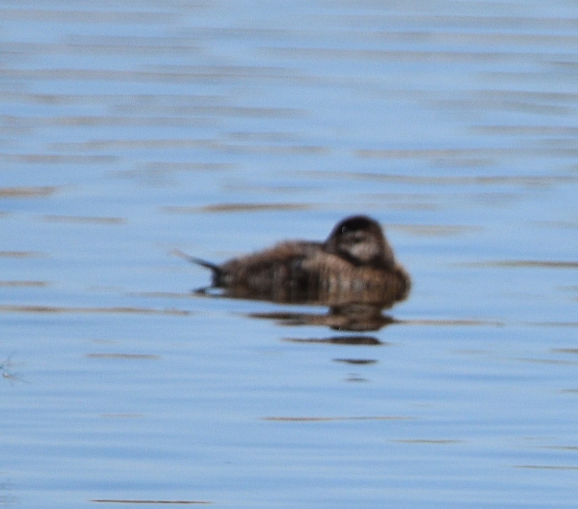 Ruddy Duck - ML603255731