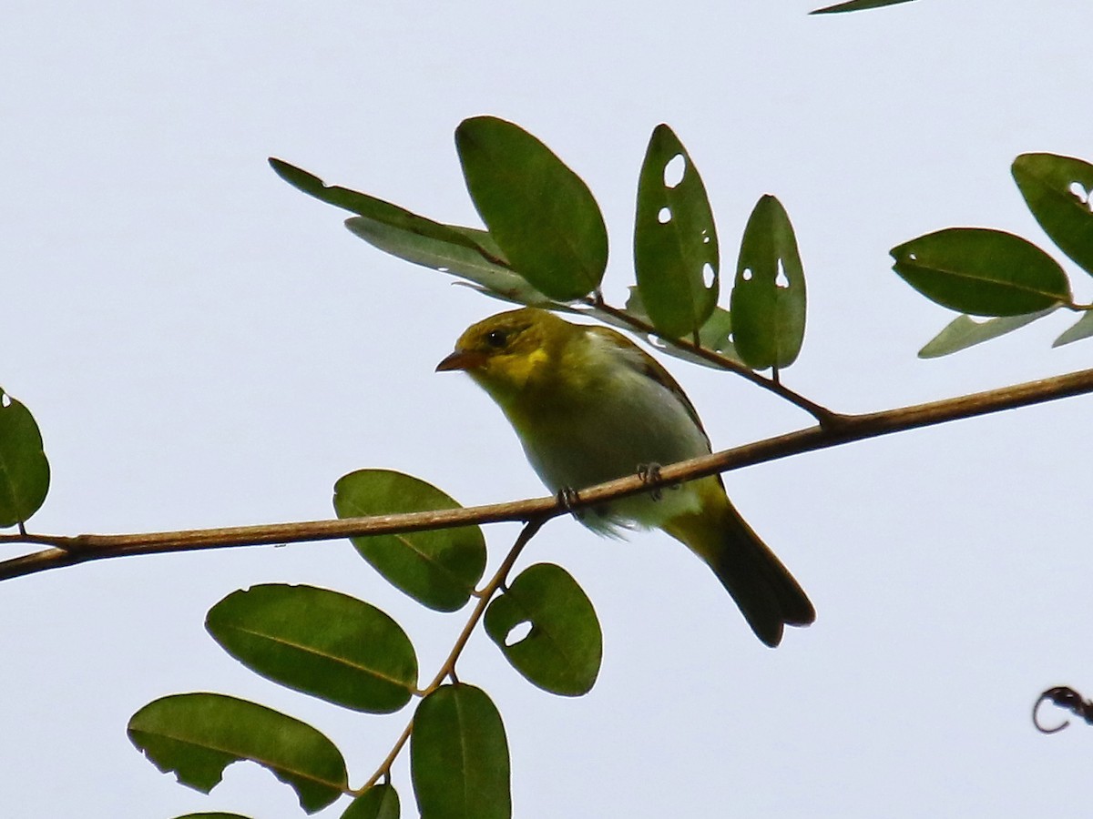 Tangara à dos jaune - ML60325601