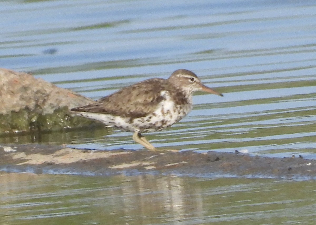 Spotted Sandpiper - ML603256411