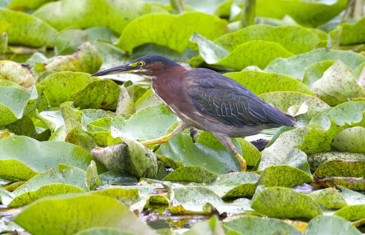 Green Heron - ML603256491