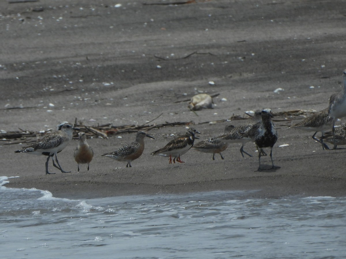 Red Knot - ML603258031