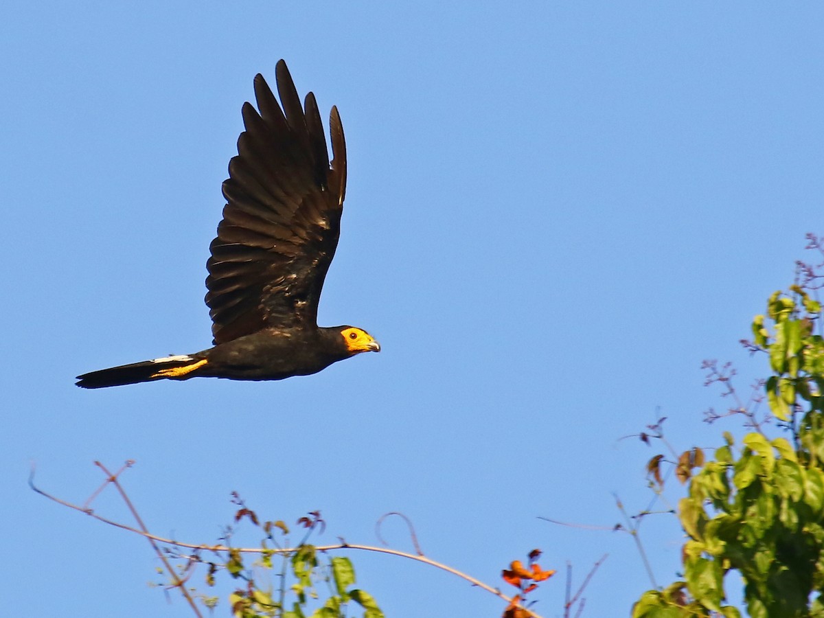 Caracara Negro - ML60325811