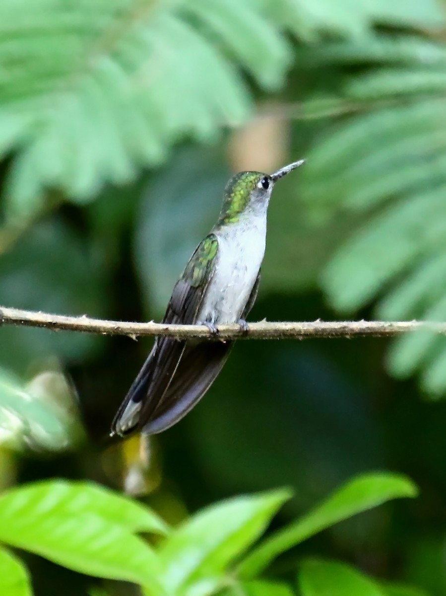 kolibřík šedoprsý - ML60325911