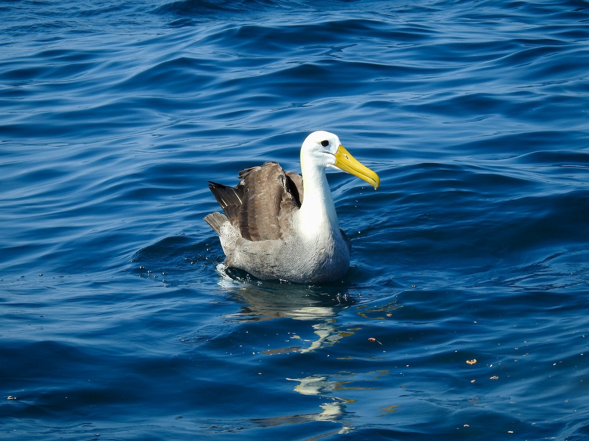 Waved Albatross - Renato Huayanca M. - CORBIDI
