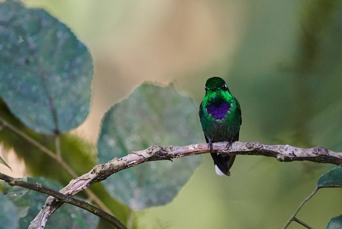 Purple-bibbed Whitetip - ML603260531