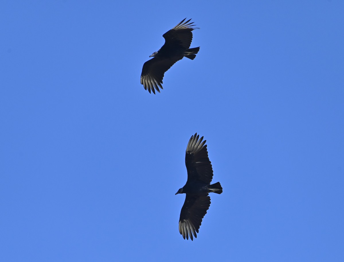 Black Vulture - ML603260881