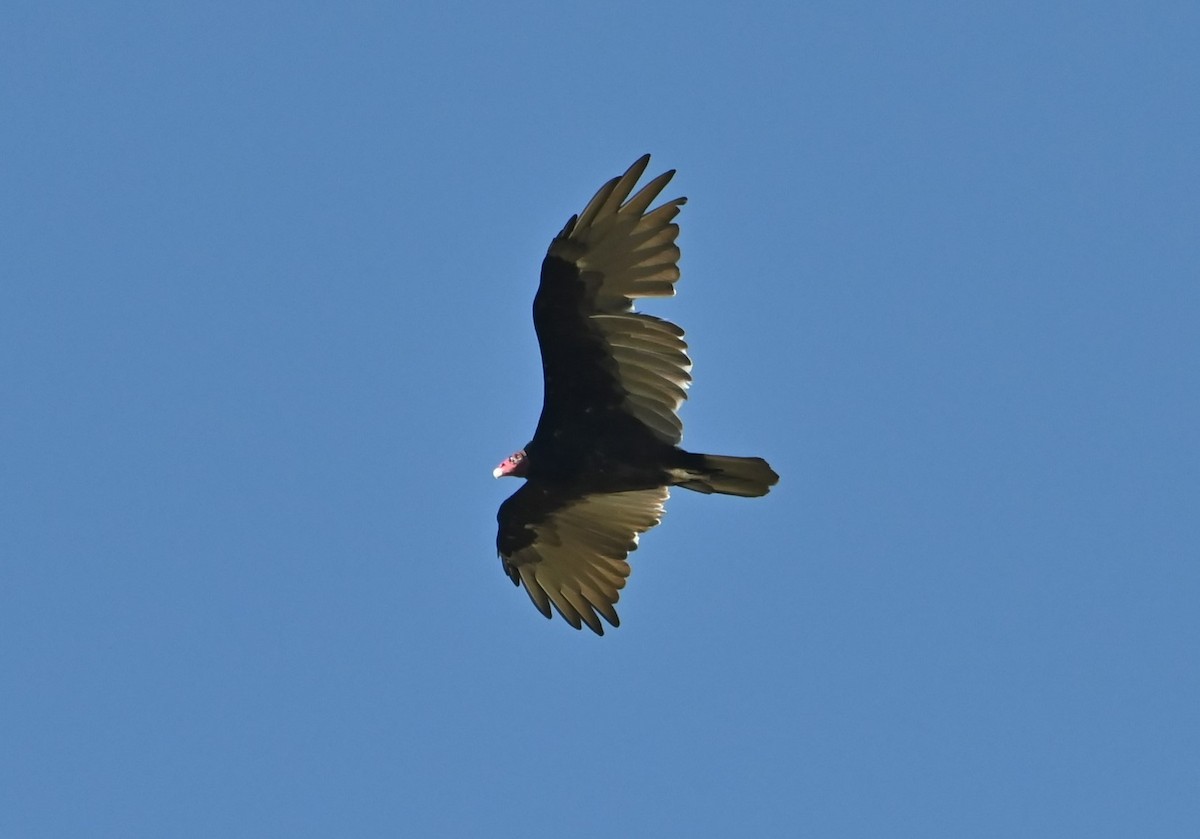 Turkey Vulture - ML603261121