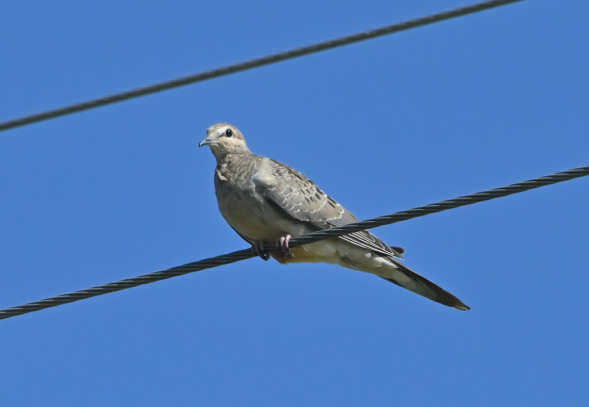 Mourning Dove - ML603261291