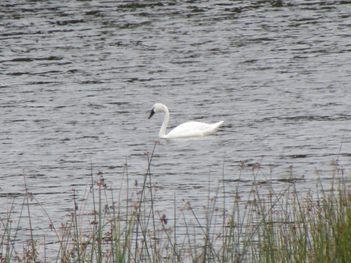 Tundra Swan - ML603261701