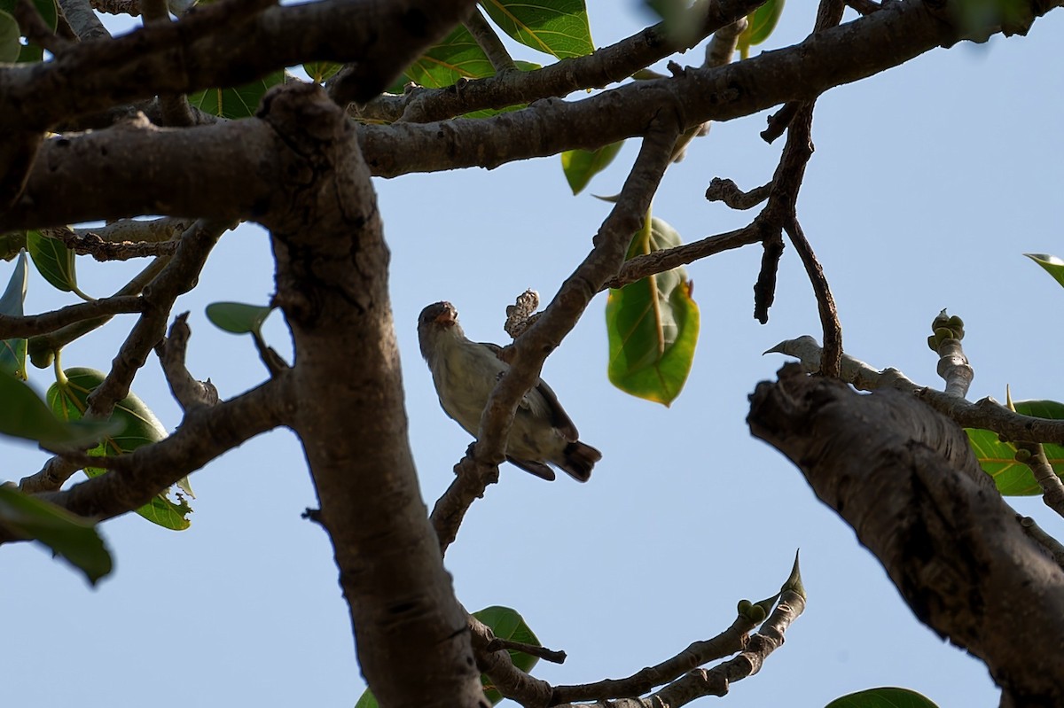 Pale-billed Flowerpecker - ML603263151