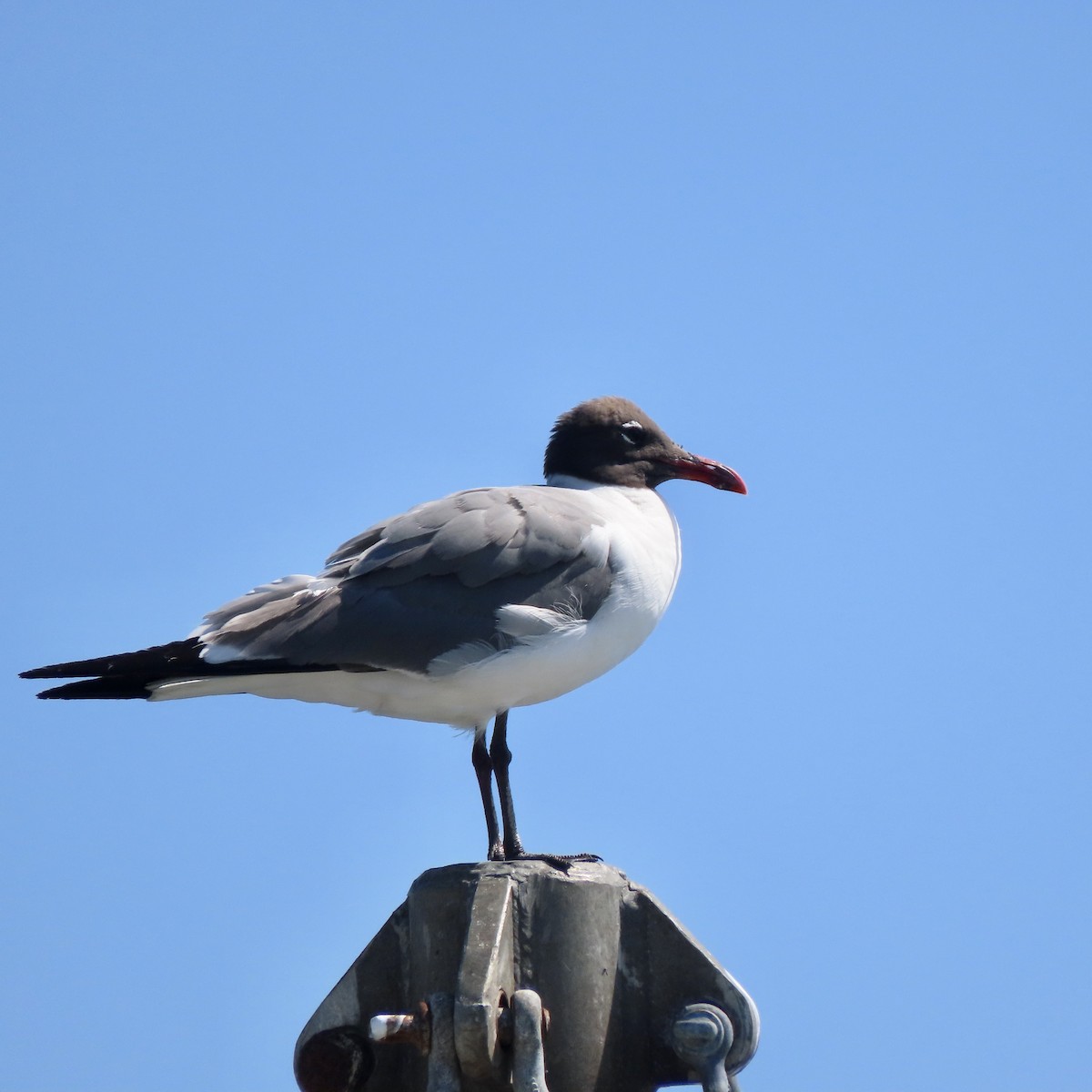 Laughing Gull - Laurie Reynolds