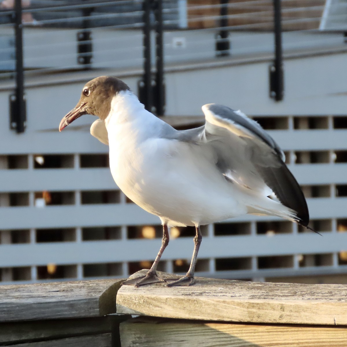 Laughing Gull - Laurie Reynolds