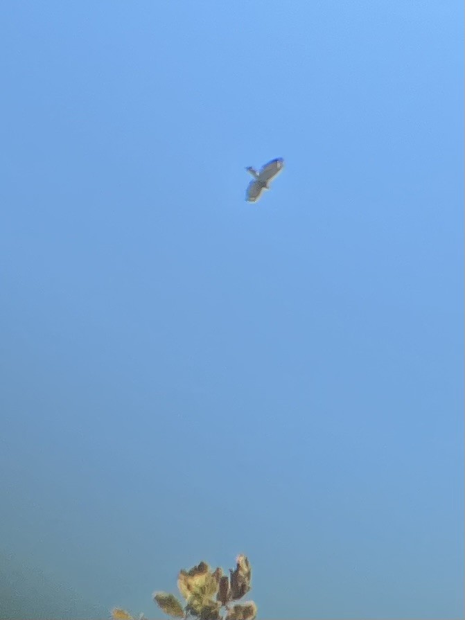 Broad-winged Hawk - Eddie Monson