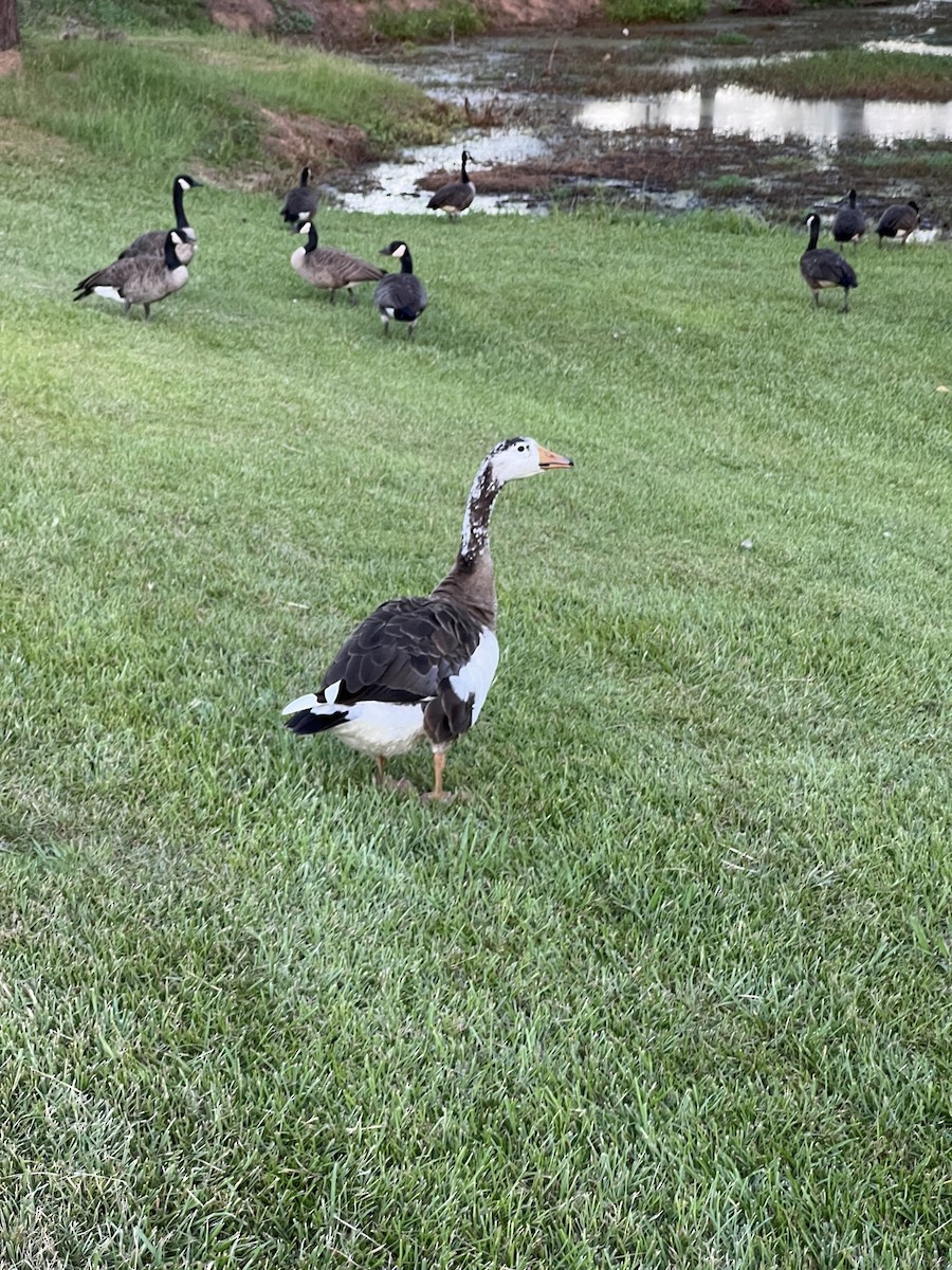 Domestic goose sp. x Canada Goose (hybrid) - ML603265781