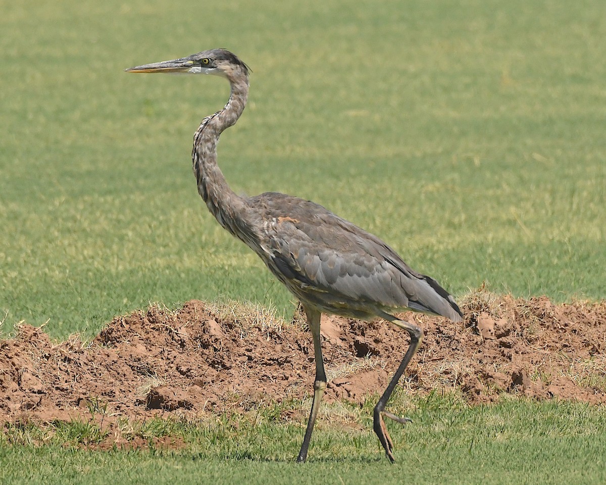 Great Blue Heron - Ted Wolff