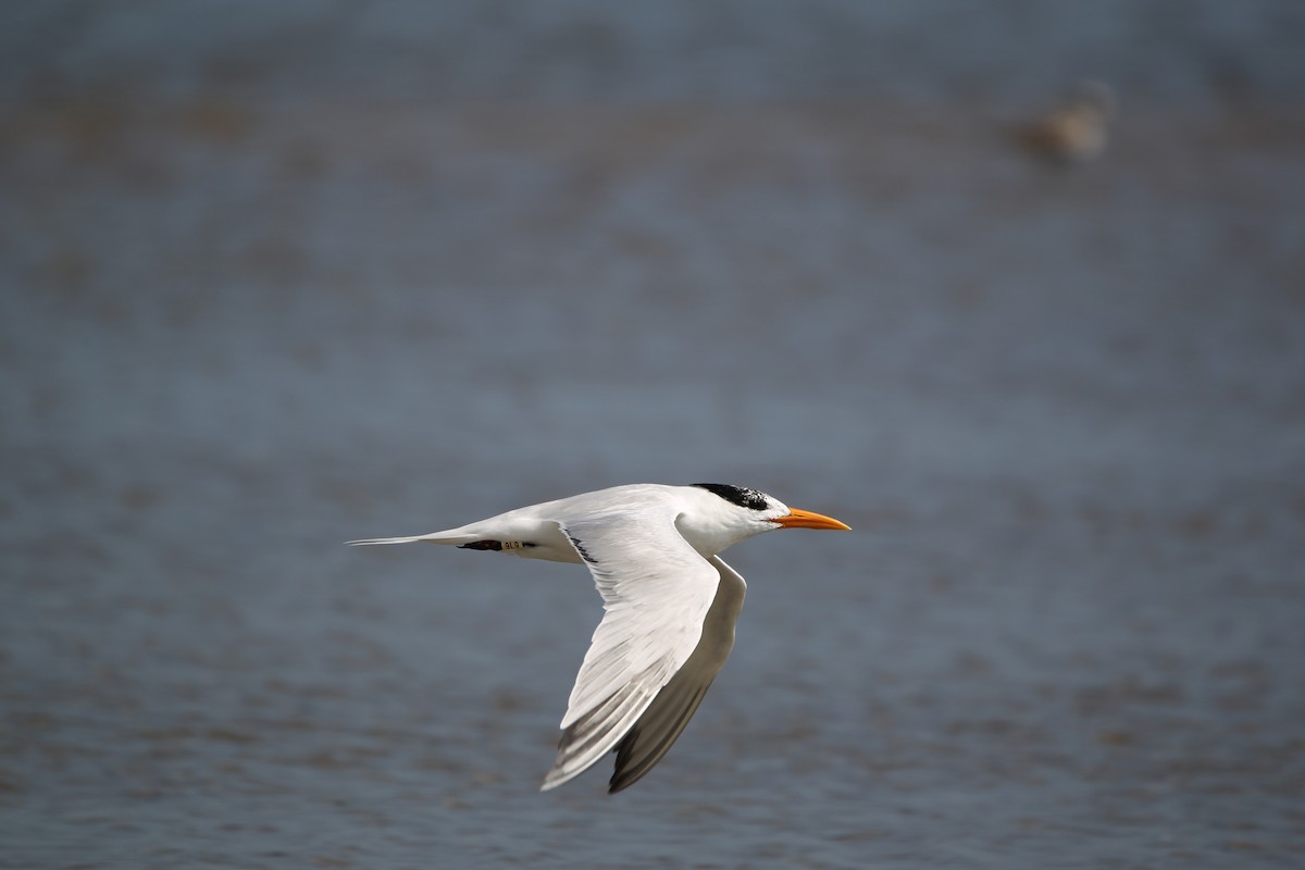 Royal Tern - ML603267891