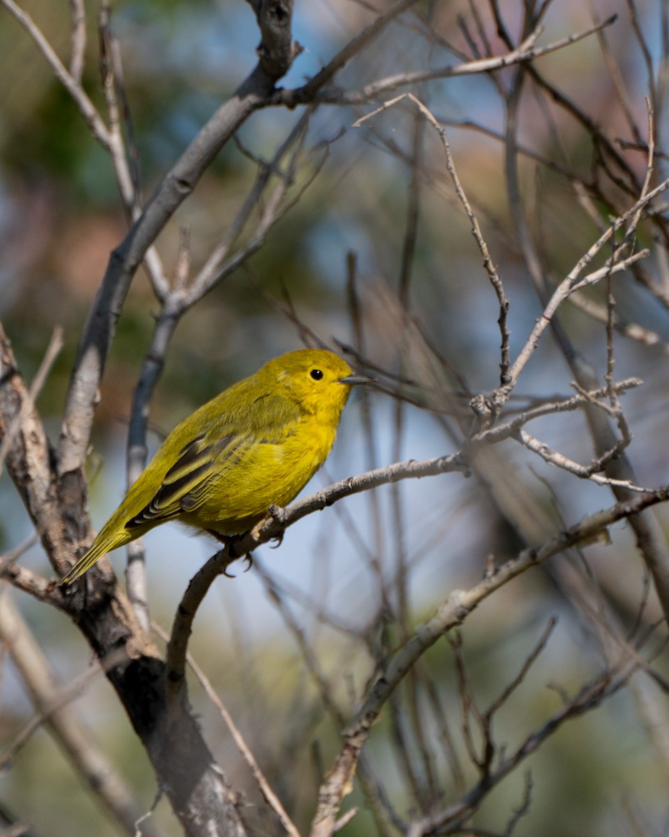 Northern Yellow Warbler - Nathan Thokle