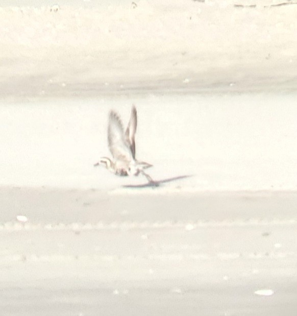 Pacific Golden-Plover - C. Warneke