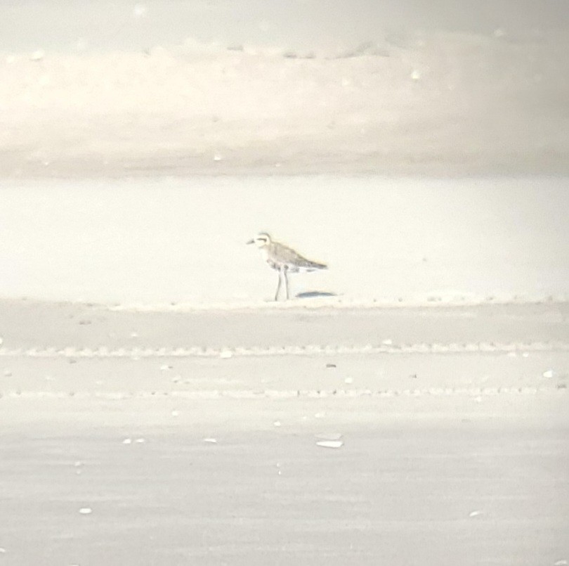 Pacific Golden-Plover - C. Warneke