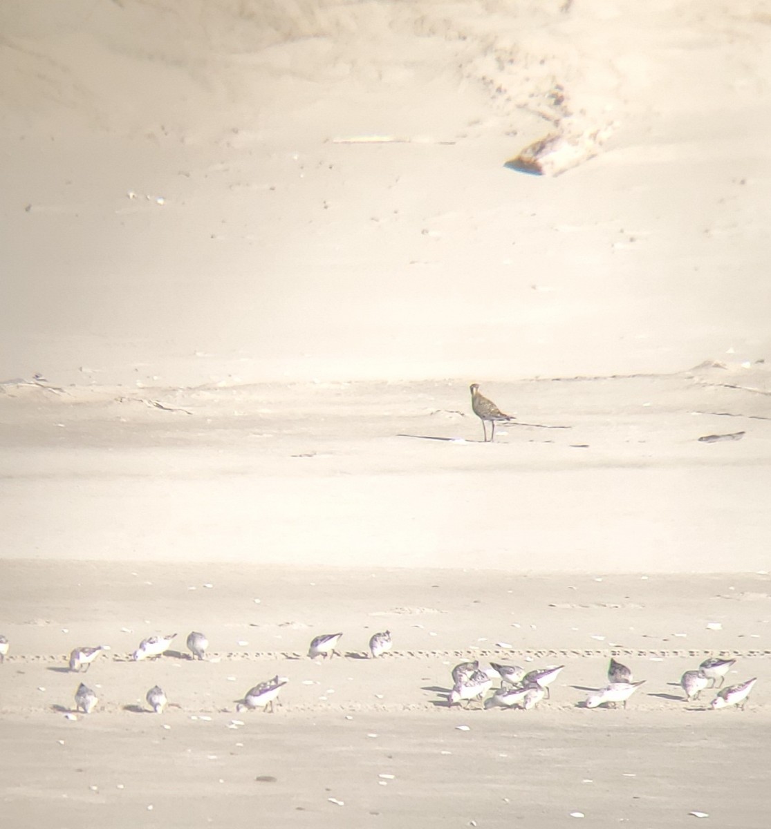 Pacific Golden-Plover - C. Warneke