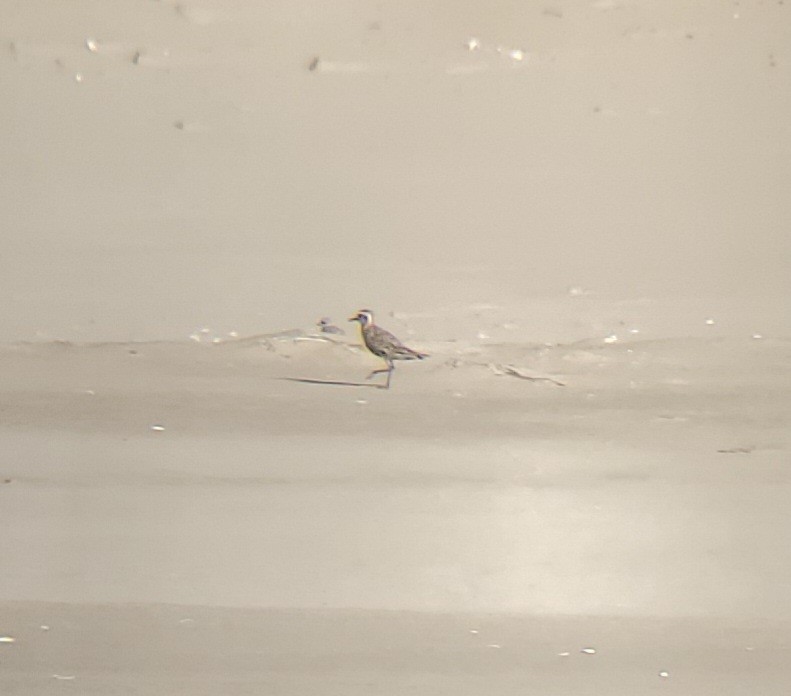 Pacific Golden-Plover - C. Warneke