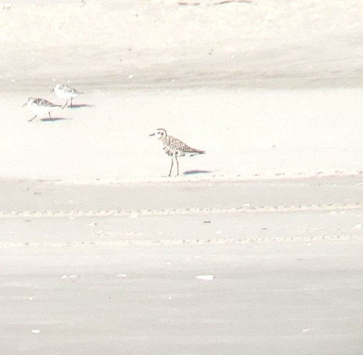 Pacific Golden-Plover - C. Warneke