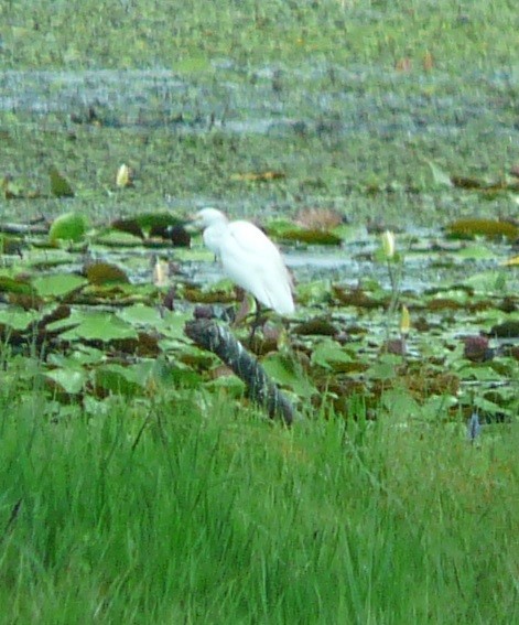 Snowy Egret - ML603269911