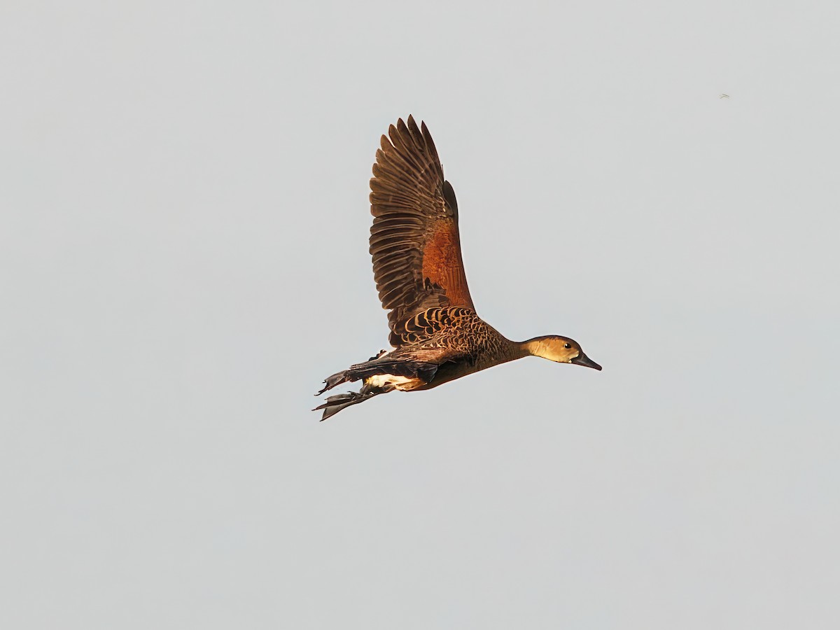 Wandering Whistling-Duck - ML603270561