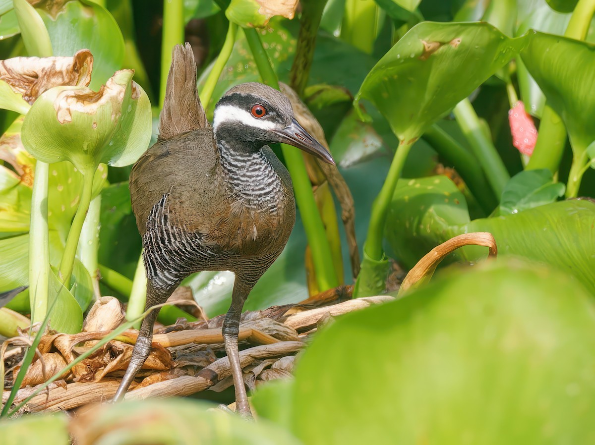 Barred Rail - ML603270801