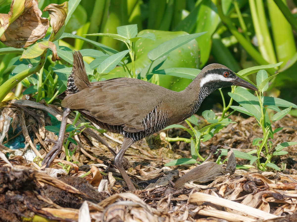 Barred Rail - ML603270821