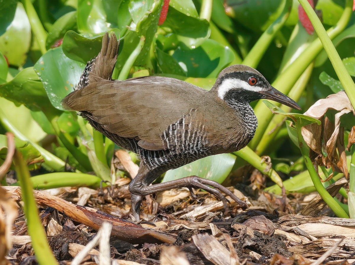 Barred Rail - Ravi Iyengar