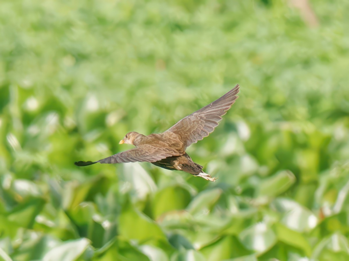 White-browed Crake - ML603270881