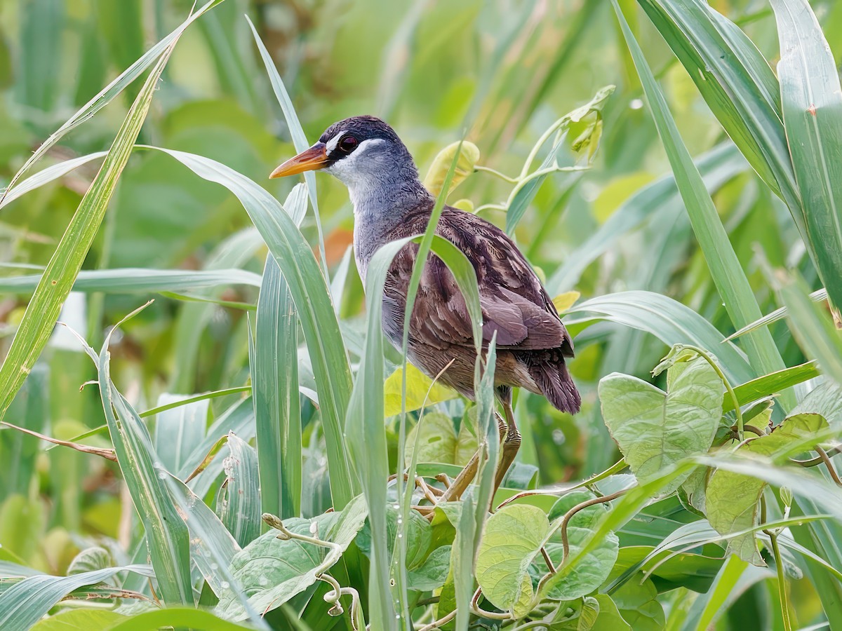 White-browed Crake - ML603270891