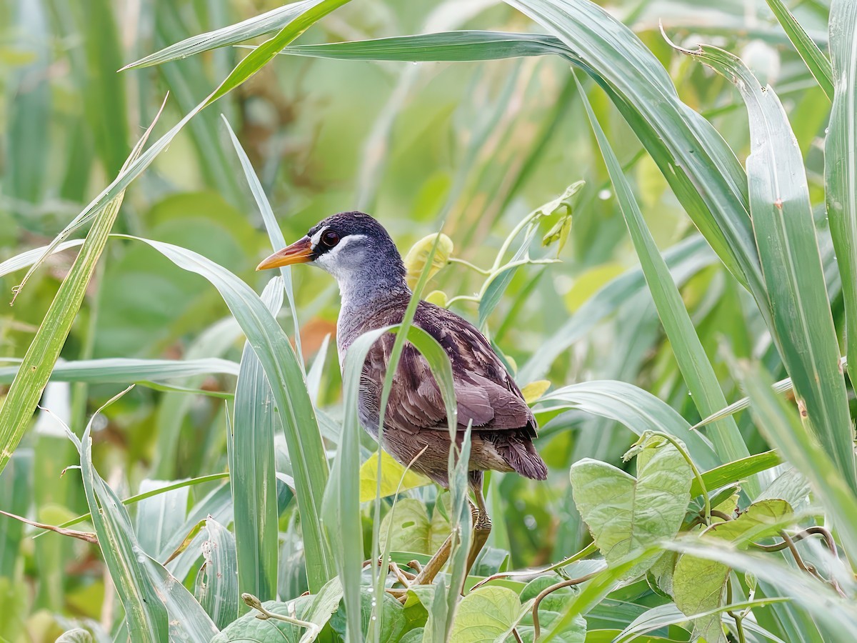 White-browed Crake - ML603270901