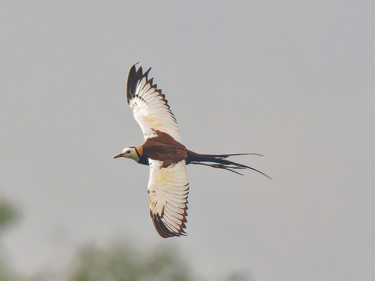 Pheasant-tailed Jacana - ML603270931
