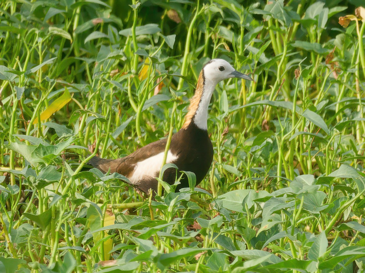 Pheasant-tailed Jacana - ML603270941