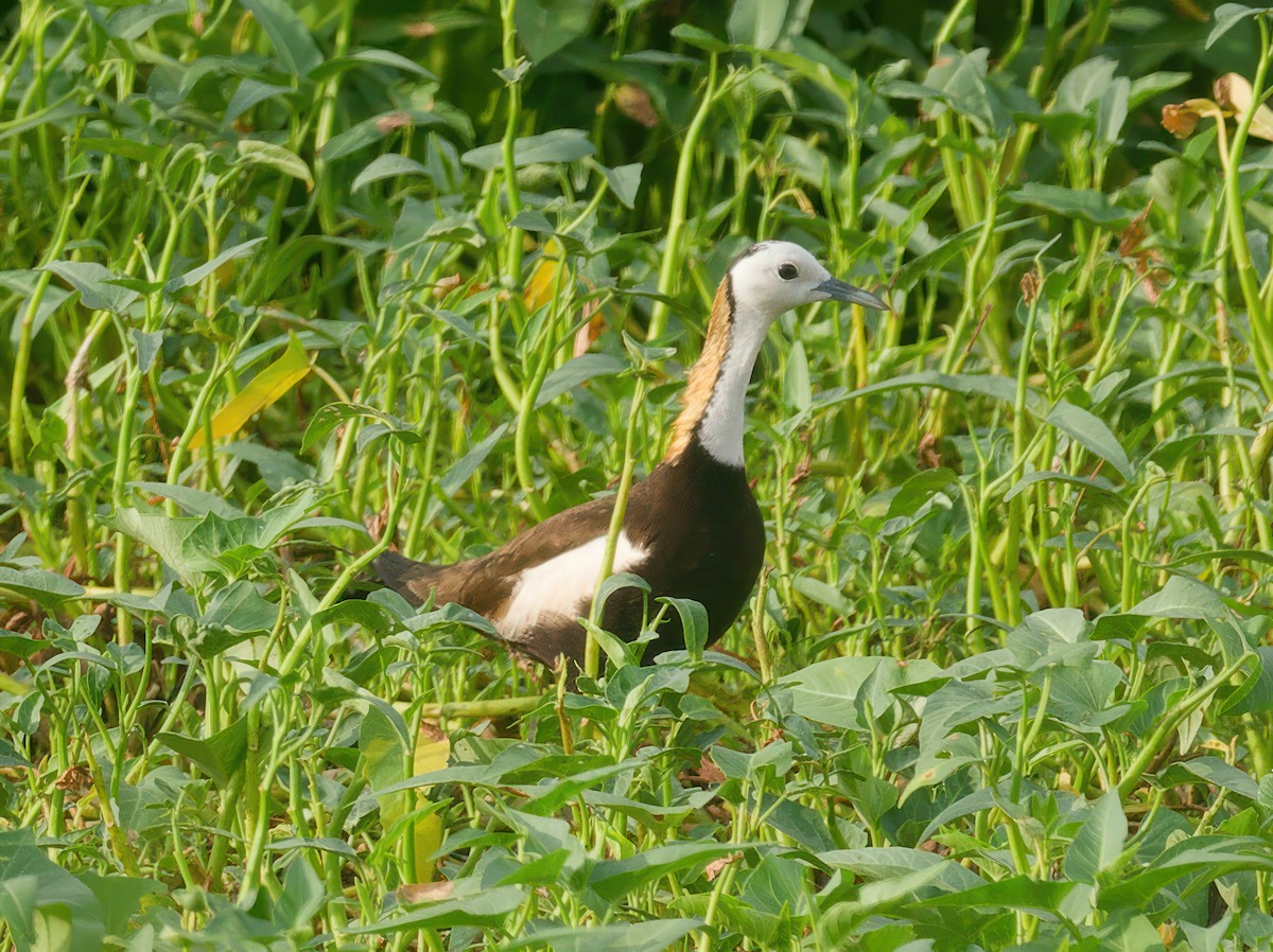 Pheasant-tailed Jacana - ML603270951