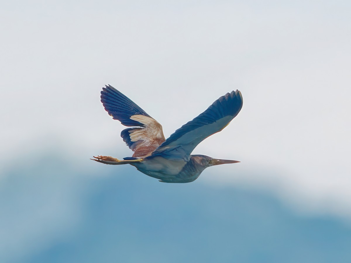 Yellow Bittern - ML603270981