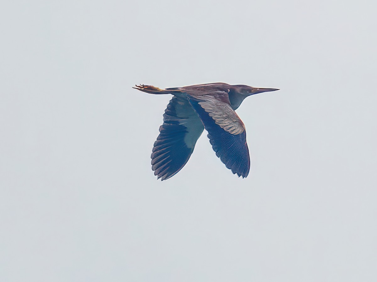 Yellow Bittern - ML603270991