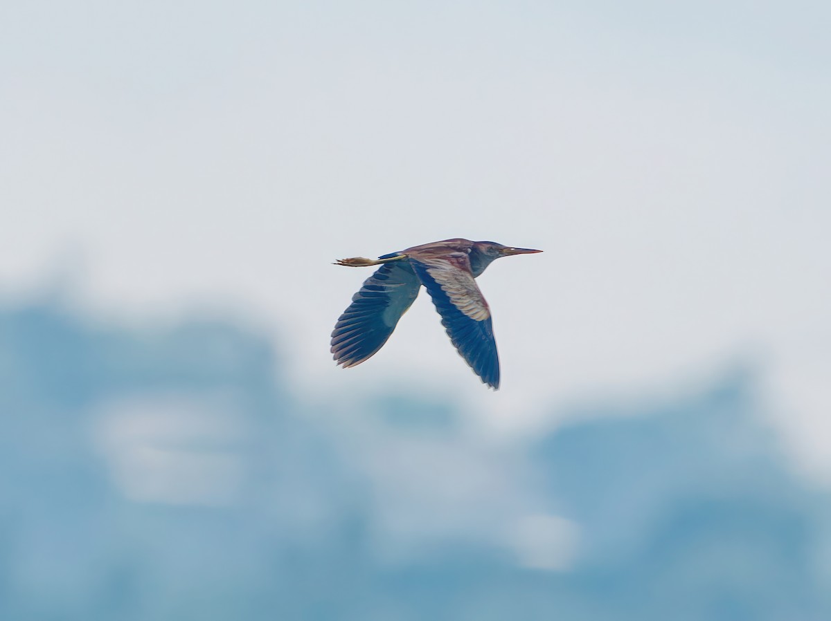 Yellow Bittern - ML603271001
