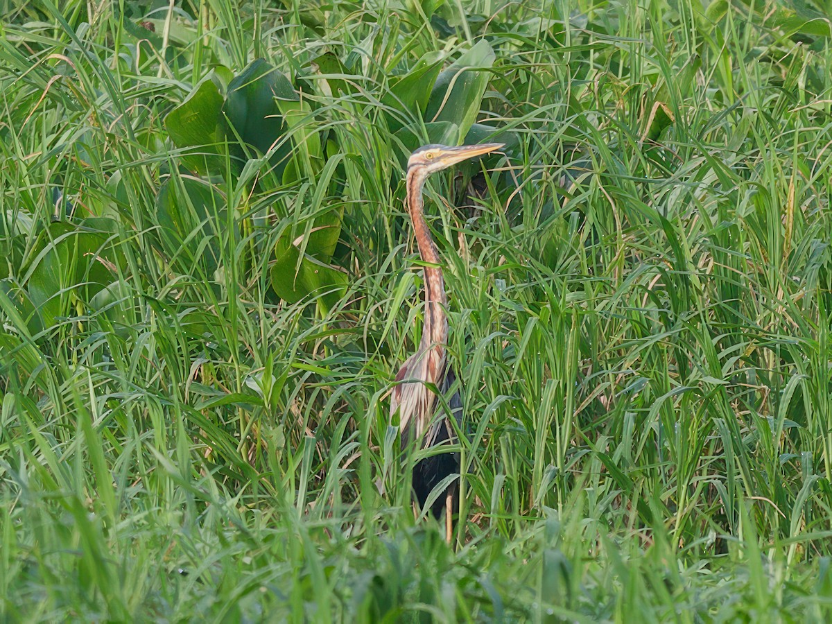 Purple Heron - ML603271041