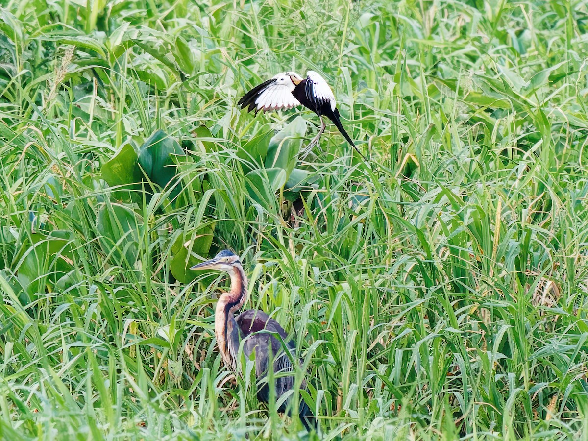 Purple Heron - ML603271061