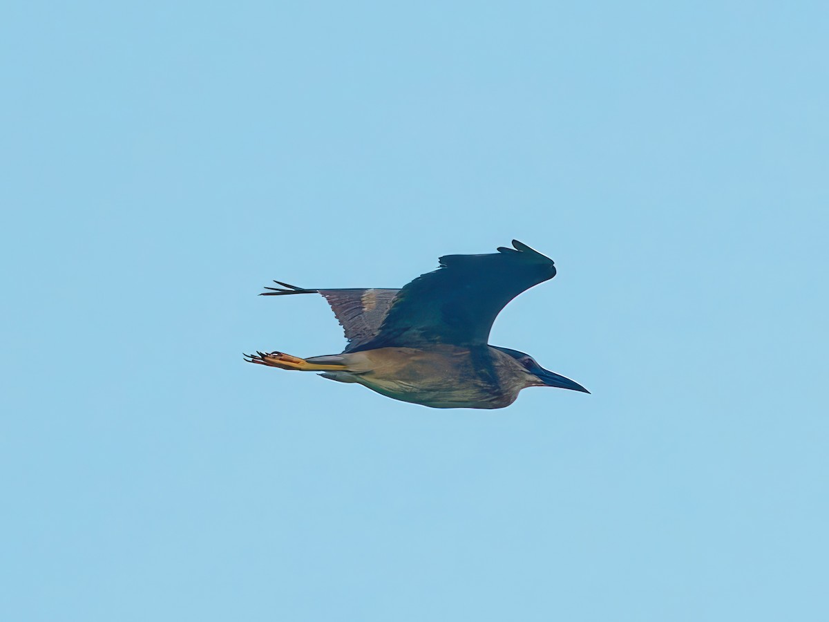 Black-crowned Night Heron - ML603271081