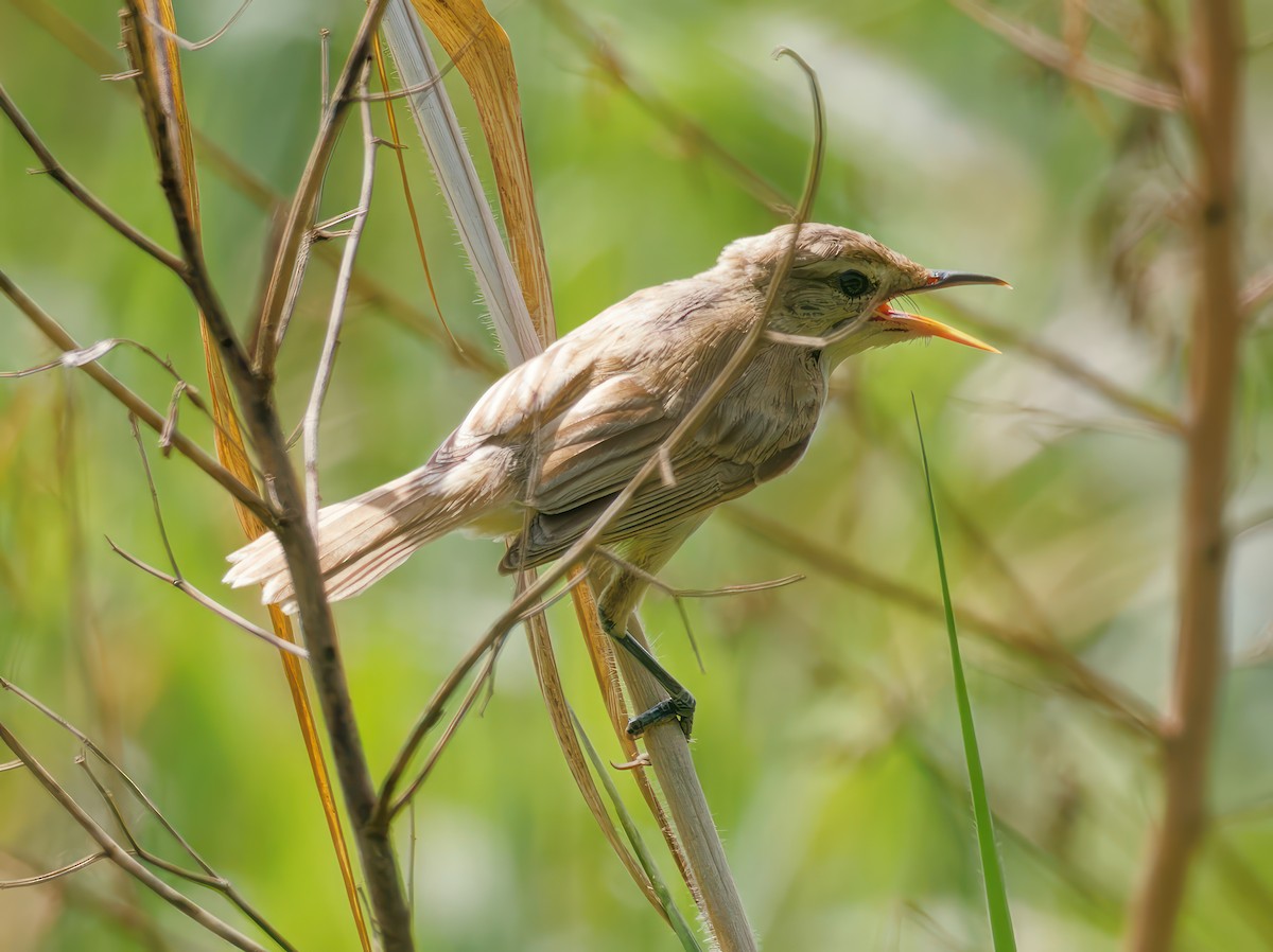 Clamorous Reed Warbler - ML603271181