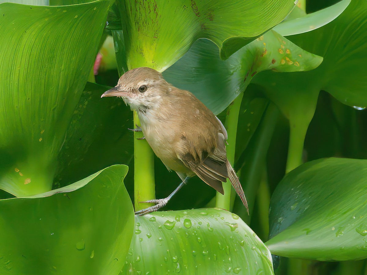 Clamorous Reed Warbler - ML603271201