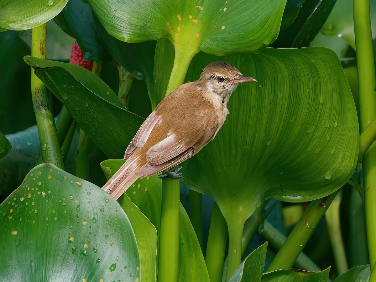 Clamorous Reed Warbler - ML603271211