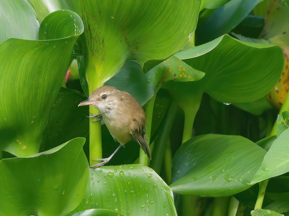 Clamorous Reed Warbler - ML603271221